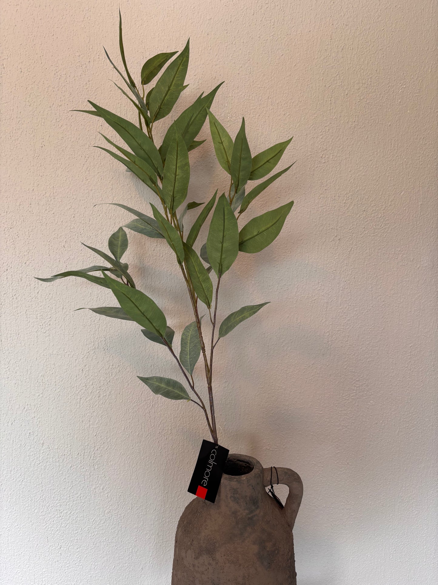 Colmore eucalyptus - 80cm