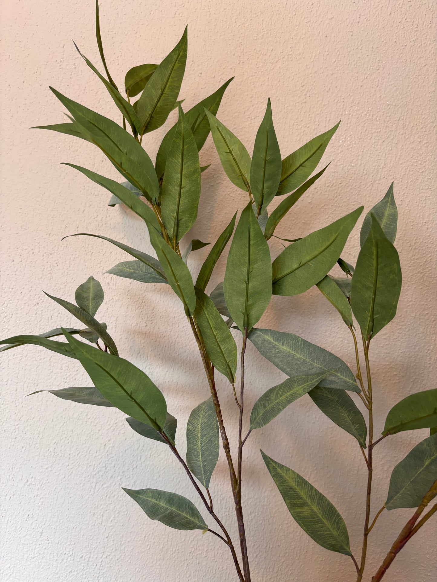 Colmore eucalyptus - 80cm
