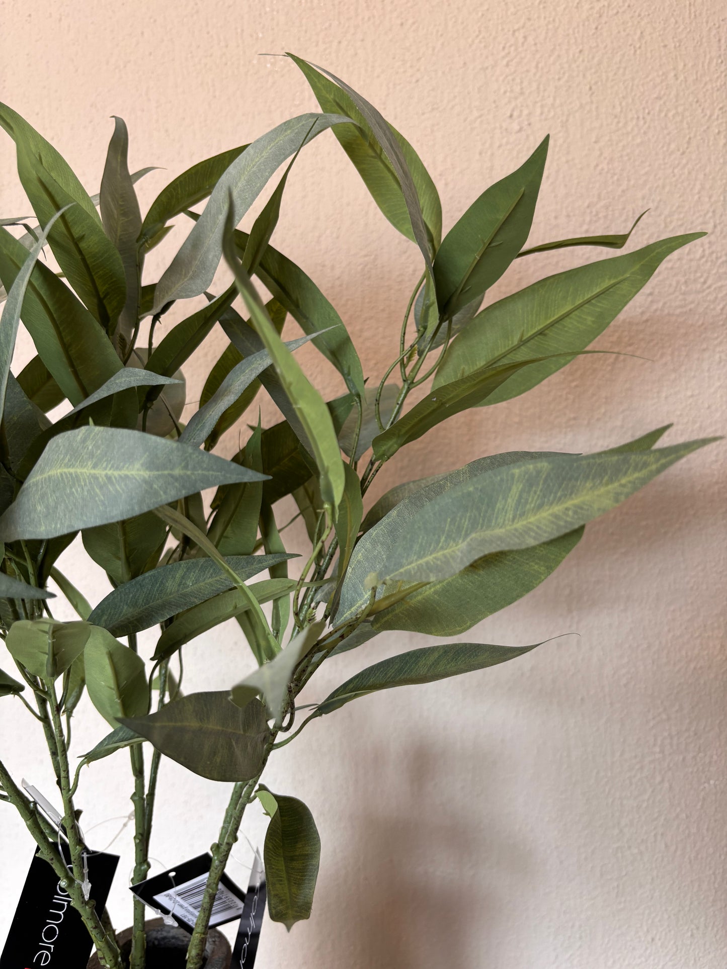 Colmore eucalyptus - 70cm