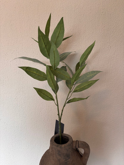 Colmore eucalyptus - 70cm
